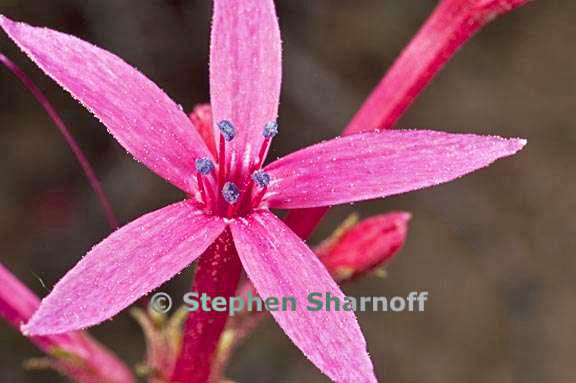 ipomopsis aggregata 1 graphic